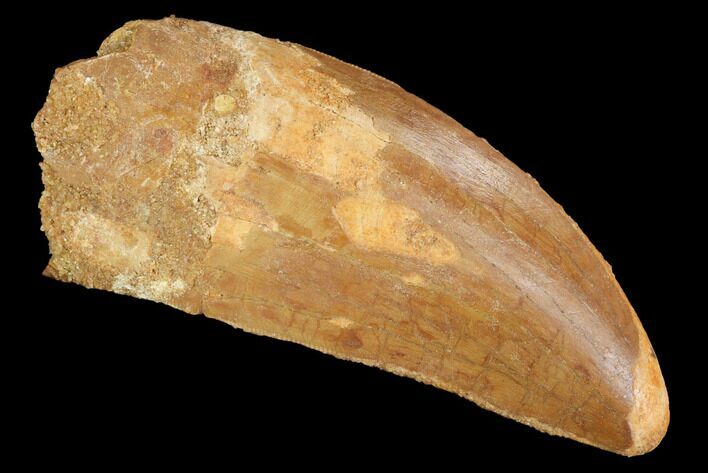 Carcharodontosaurus Tooth - Robust Tooth #99804